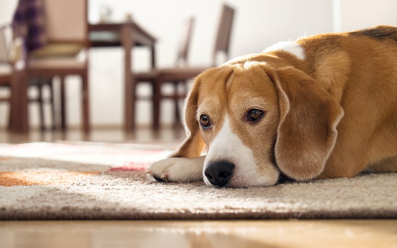 Come gestire l'ansia da separazione del cane